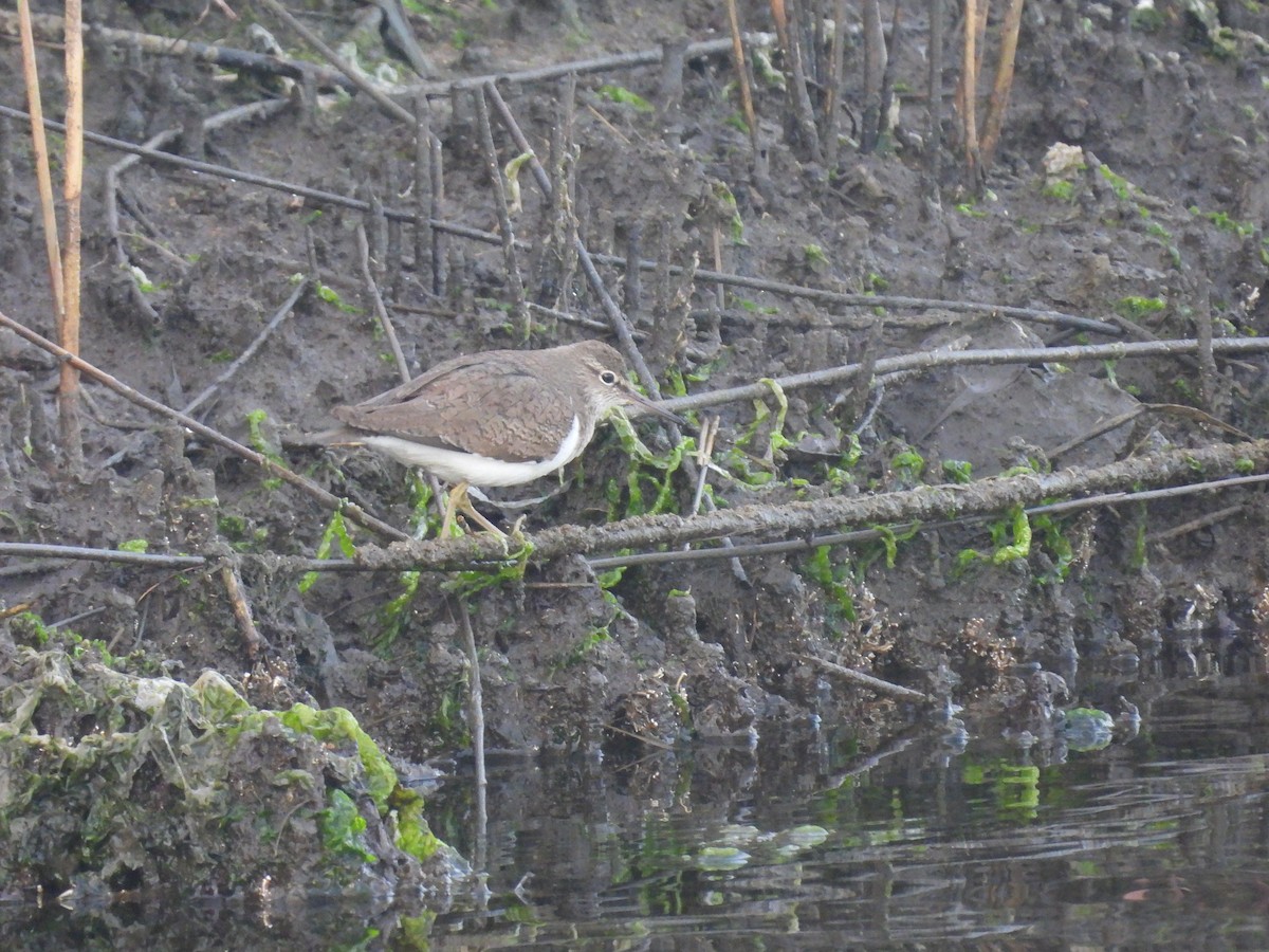 Common Sandpiper - ML634335602