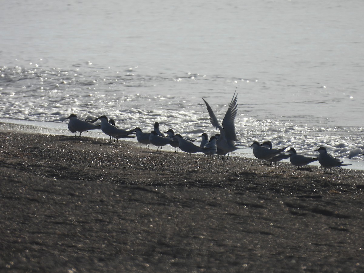 Gull-billed Tern - ML634335603