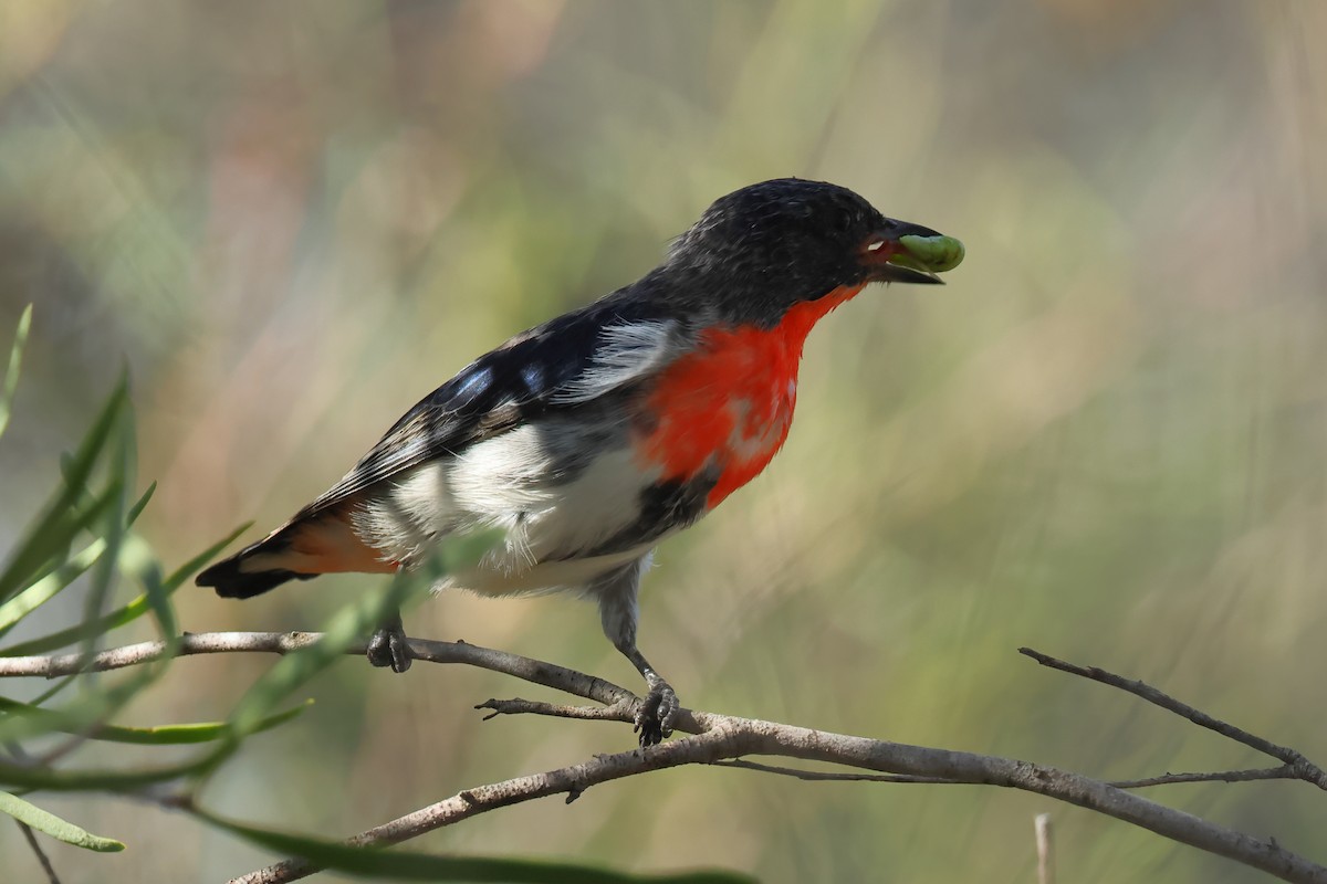 Mistletoebird - ML634335675
