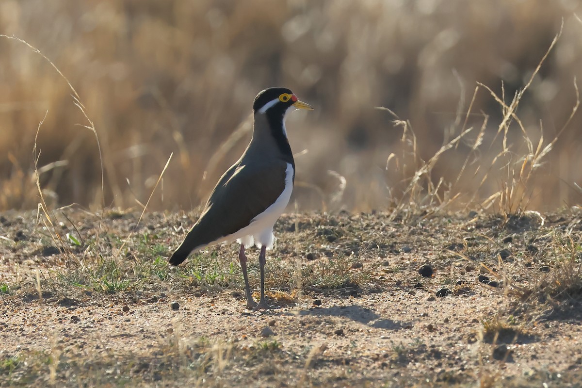 Banded Lapwing - ML634335719