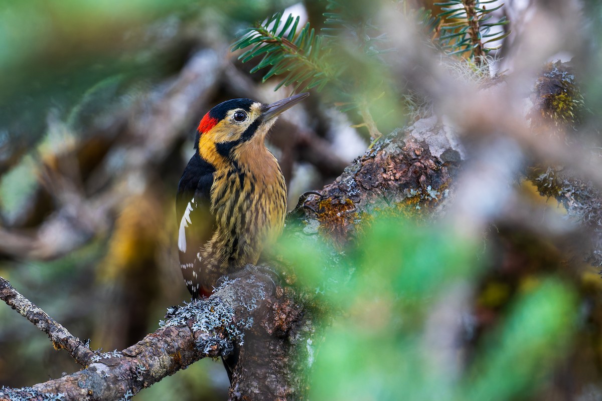 Darjeeling Woodpecker - ML634335768