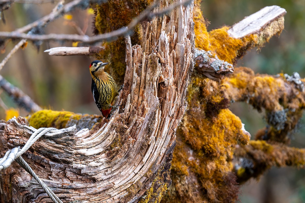 Darjeeling Woodpecker - ML634335769