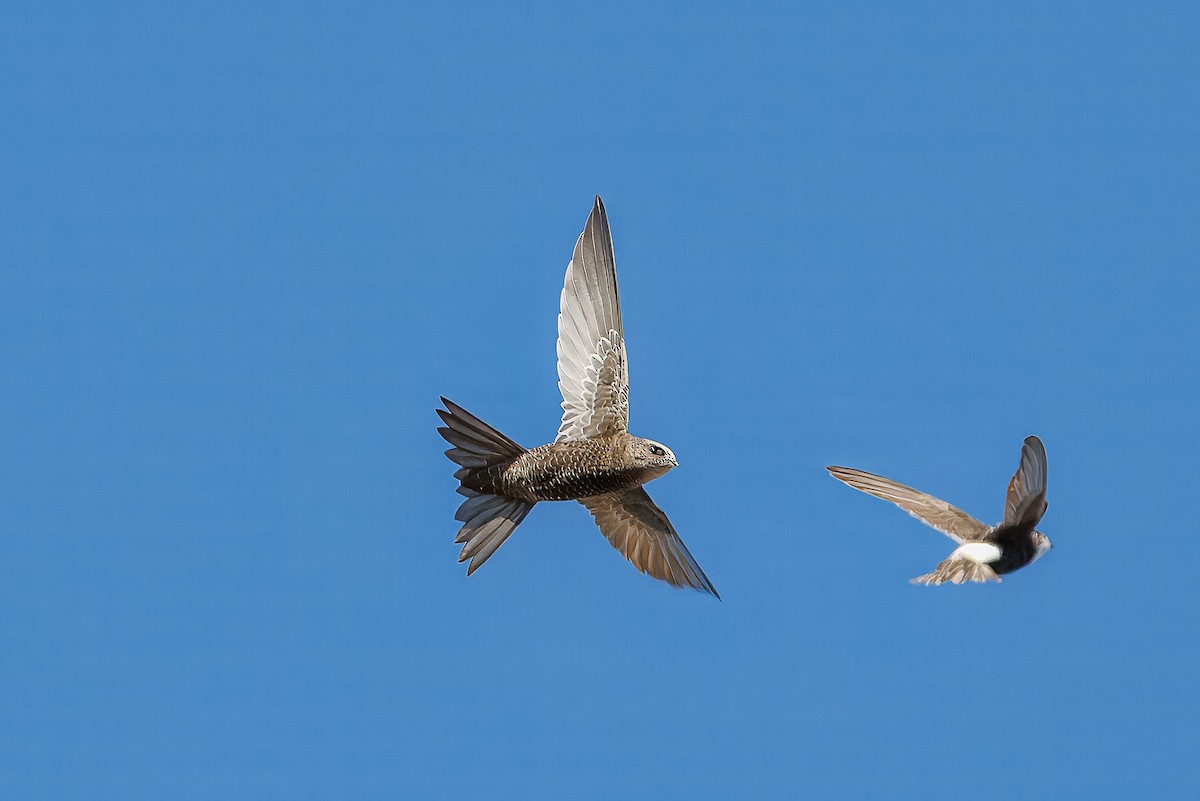 Bradfield's Swift - ML634335780