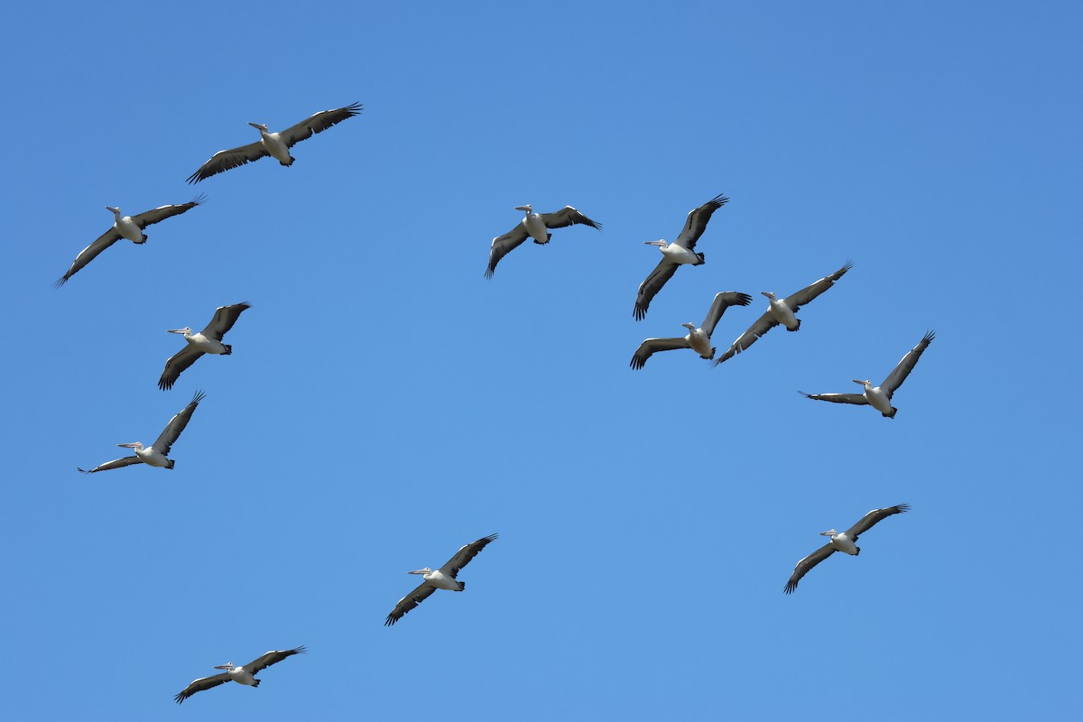 Australian Pelican - ML634335789
