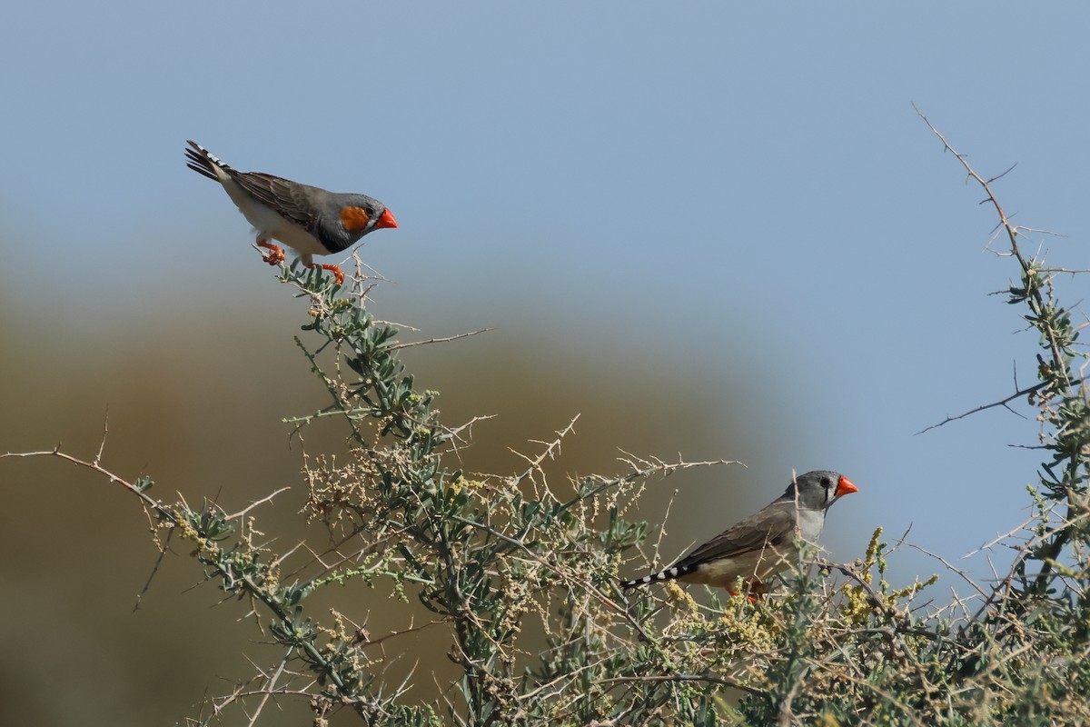 Zebra Finch - ML634335790