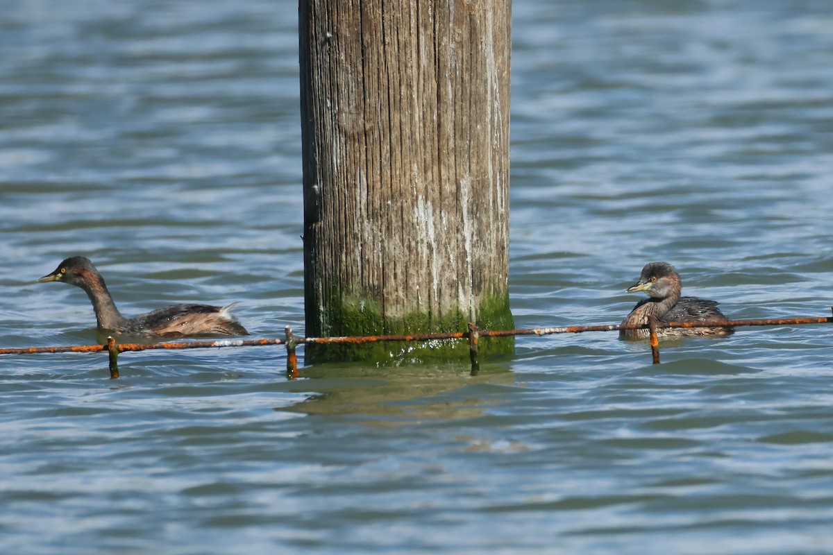 Australasian Grebe - ML634335792