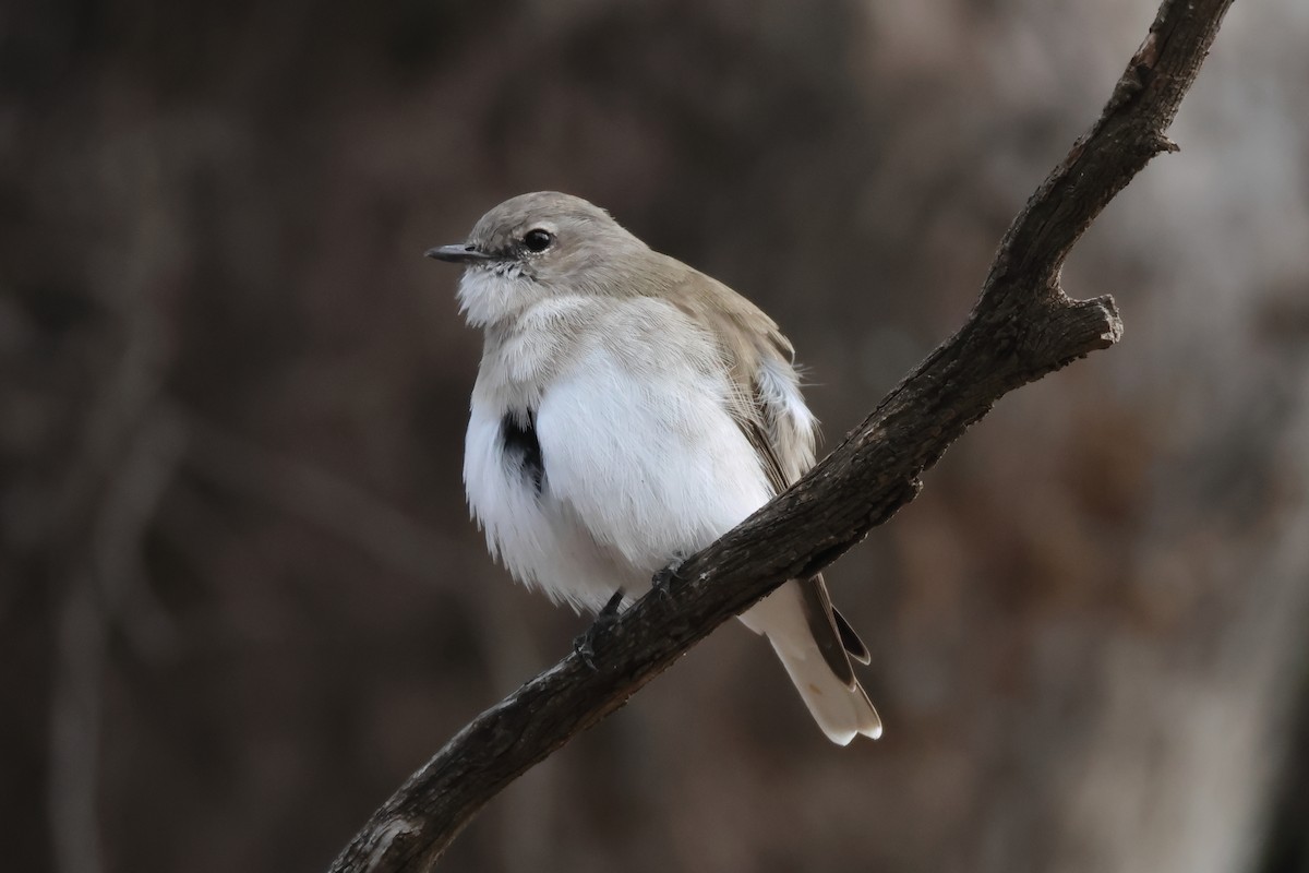 Jacky-winter - ML634335828