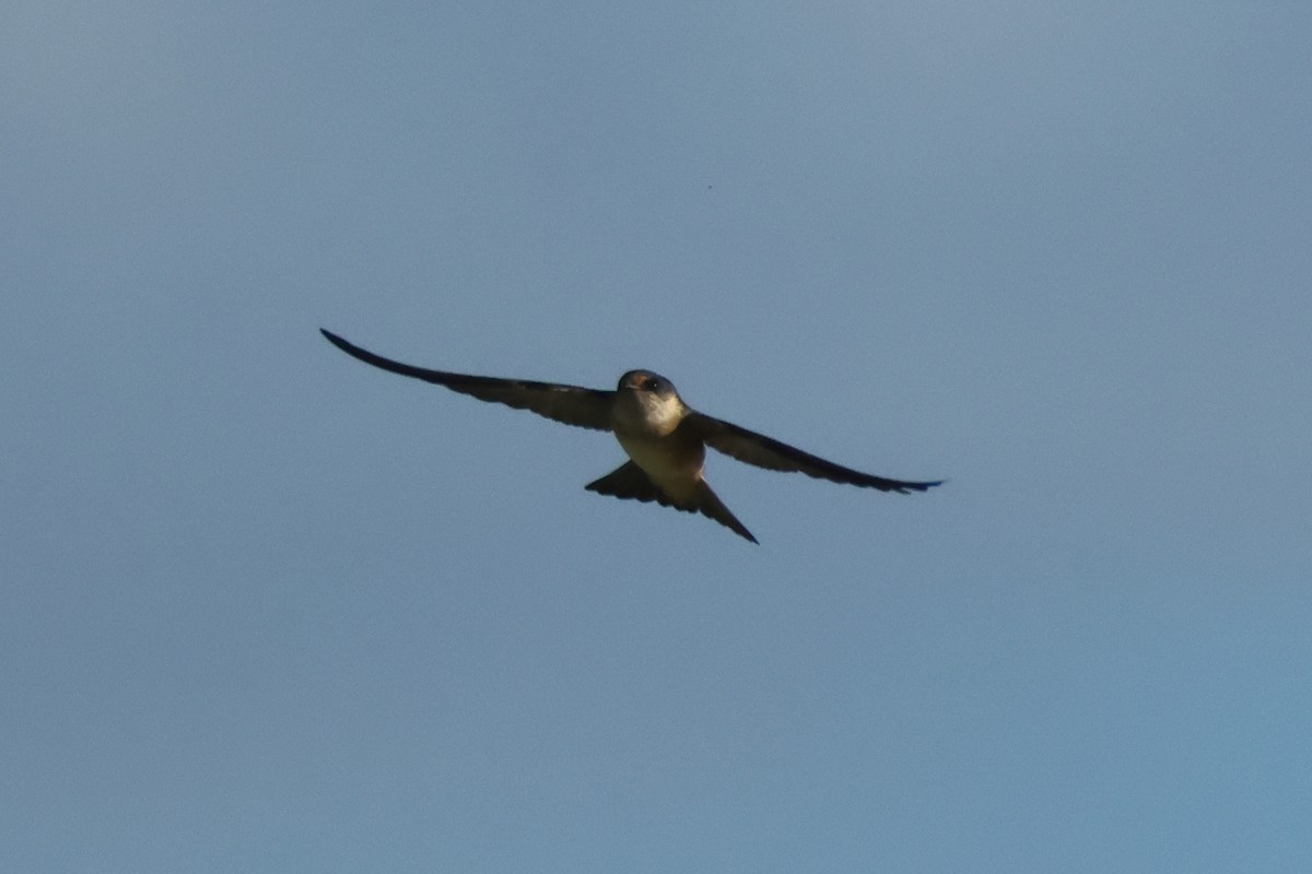 Tree Martin - ML634335829