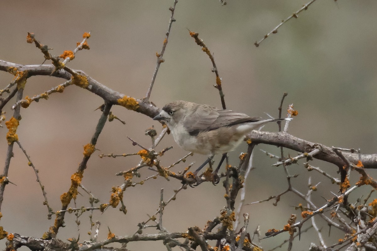 Southern Whiteface - ML634335839