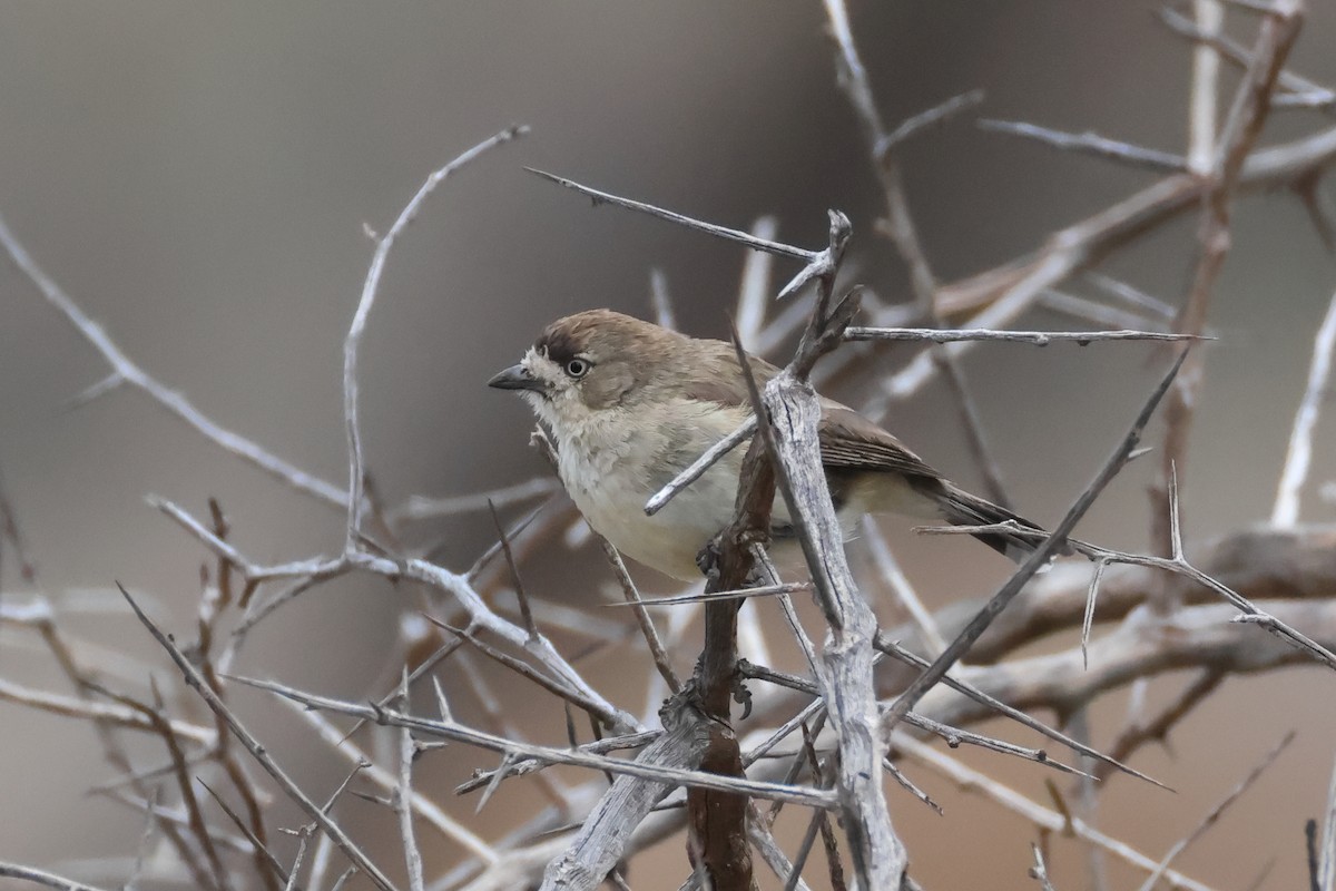 Southern Whiteface - ML634335840