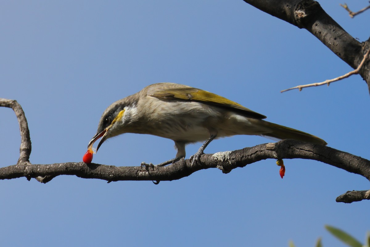 Singing Honeyeater - ML634335841