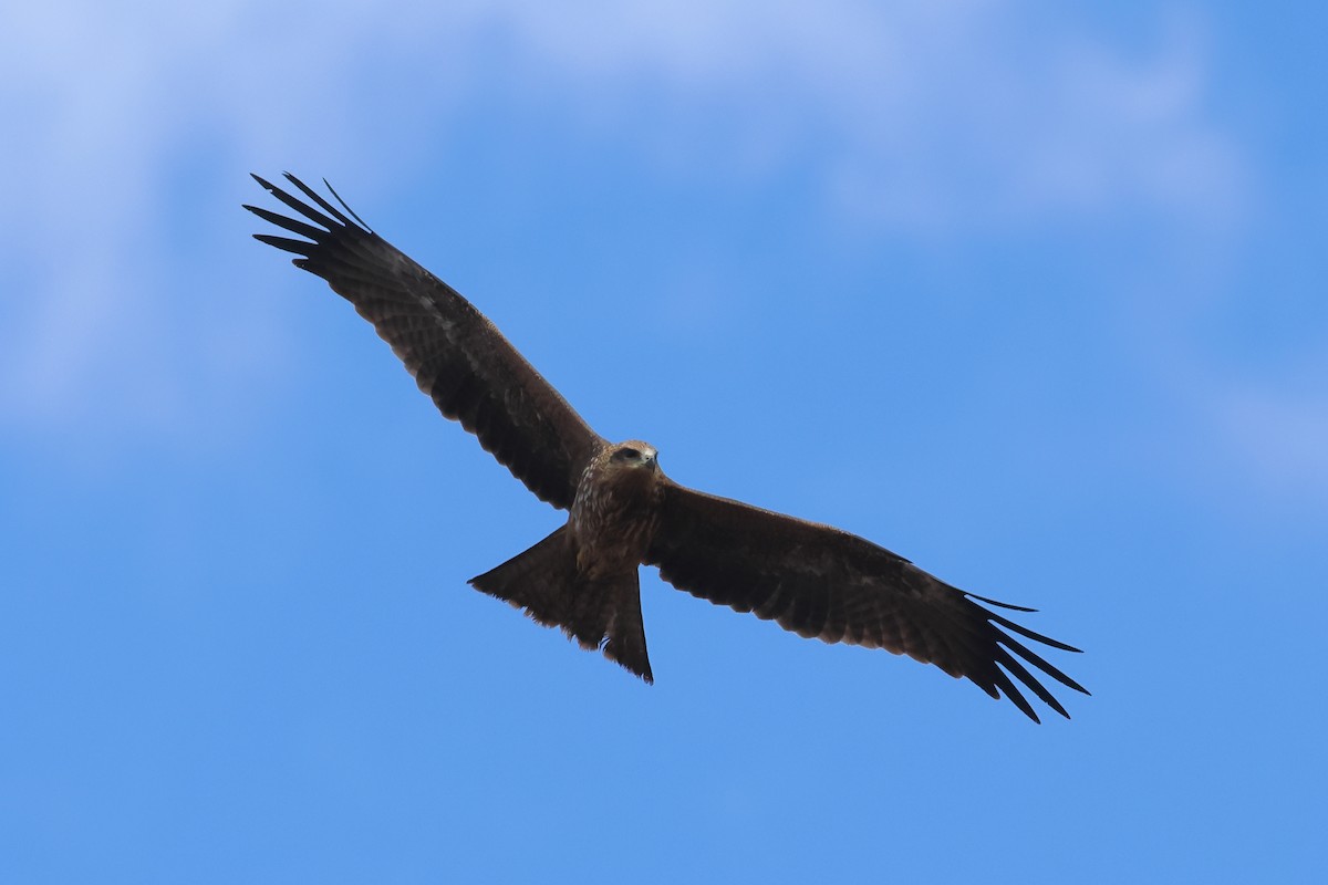 Black Kite - ML634335847