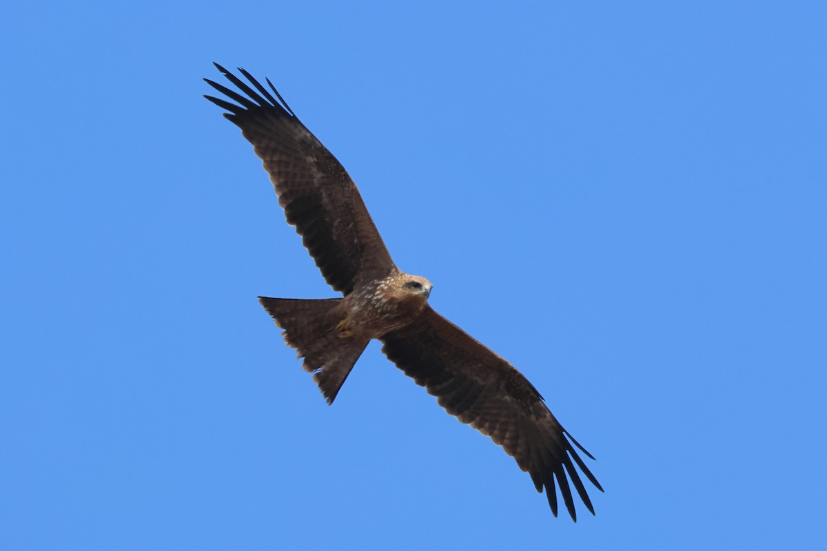 Black Kite - ML634335848
