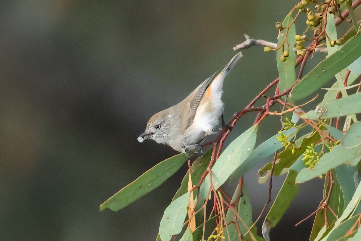 Chestnut-rumped Thornbill - ML634335864