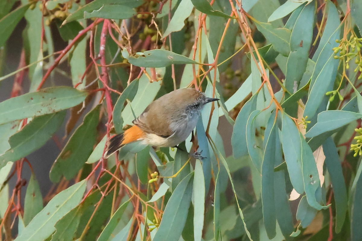 Chestnut-rumped Thornbill - ML634335865