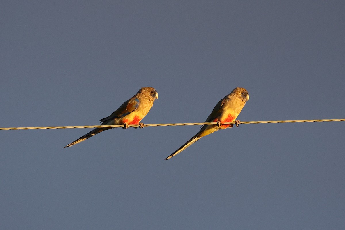 Greater Bluebonnet - ML634335882
