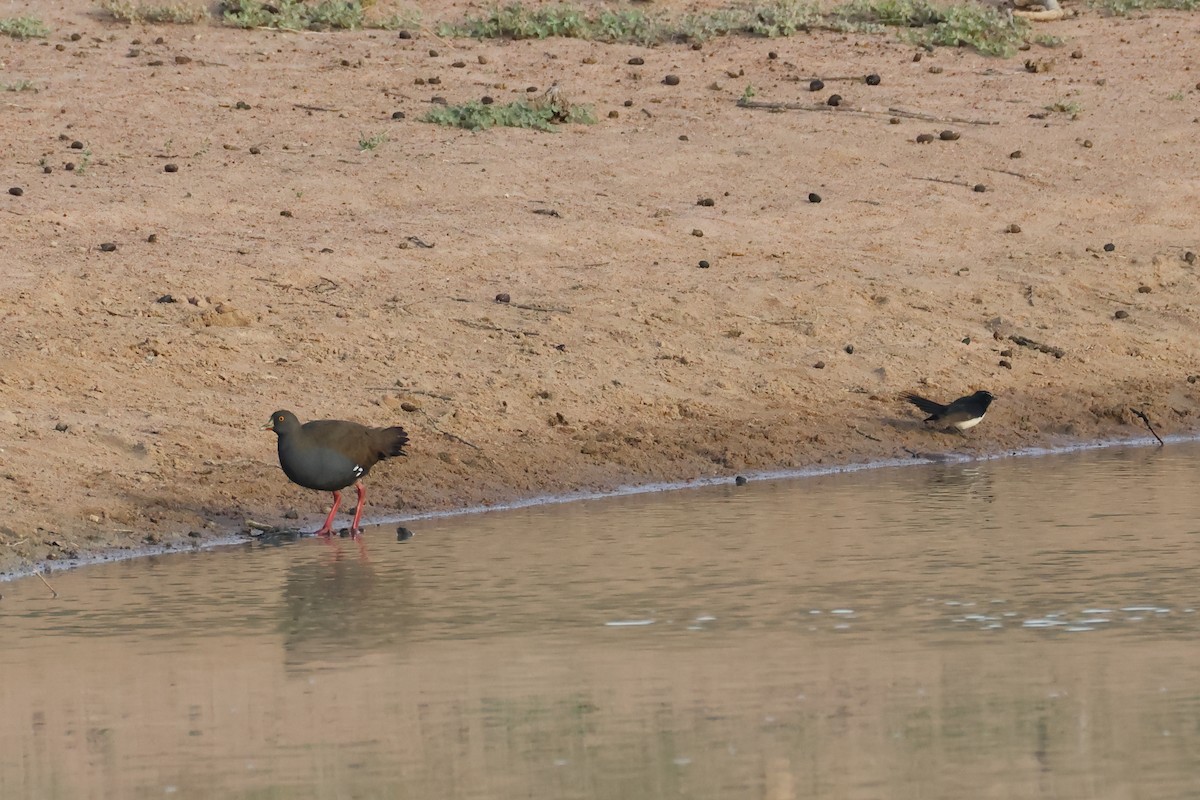 Black-tailed Nativehen - ML634335962