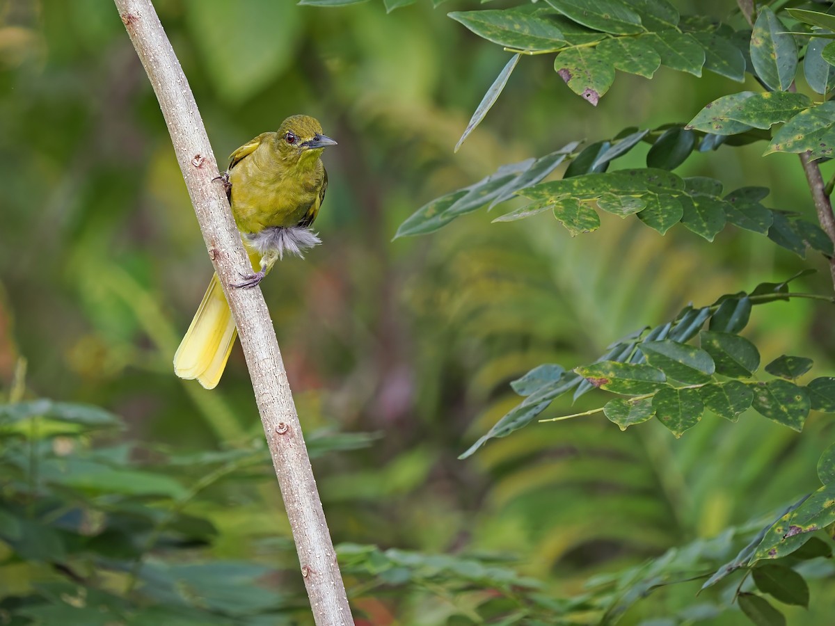 Seram Golden-Bulbul (Ambon) - ML634335993