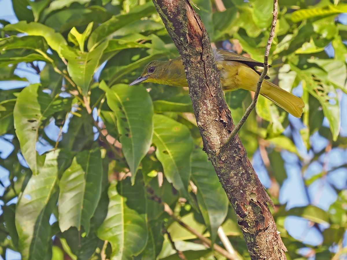 Seram Golden-Bulbul (Ambon) - ML634335994