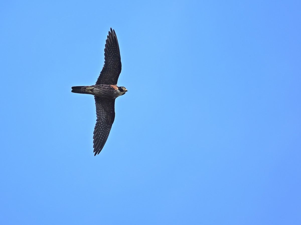 Malaienbaumfalke - ML634335996