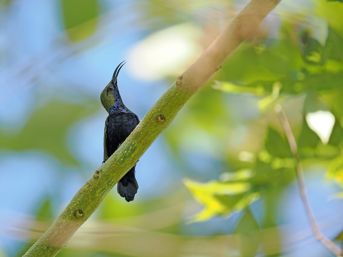 South Moluccan Sunbird - ML634336003