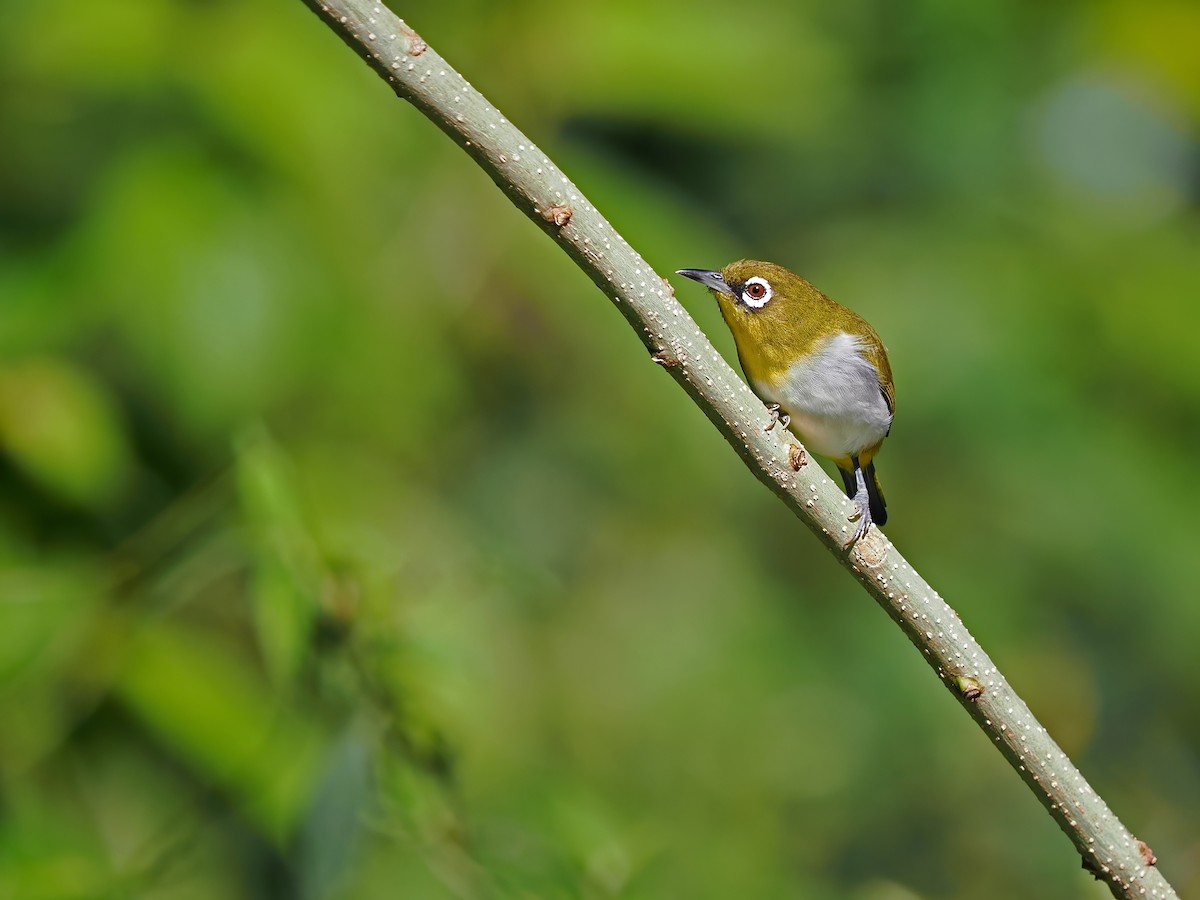 Ambon White-eye - ML634336005
