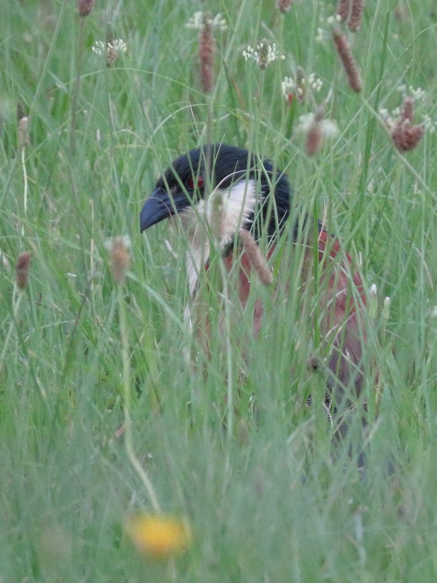 Burchell's Coucal - ML634336022