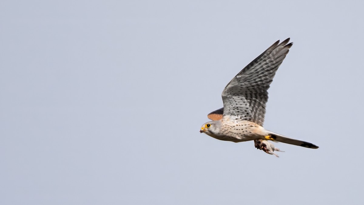 poštolka obecná - ML634336103