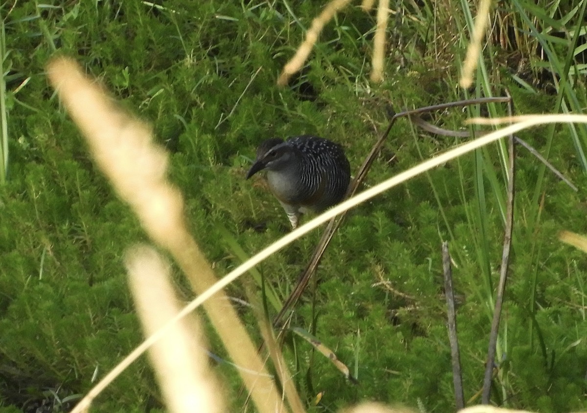 Buff-banded Rail - ML634336116