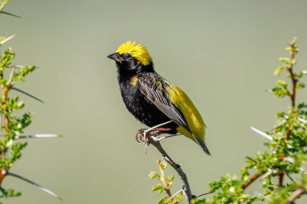 Yellow-crowned Bishop - ML634336117