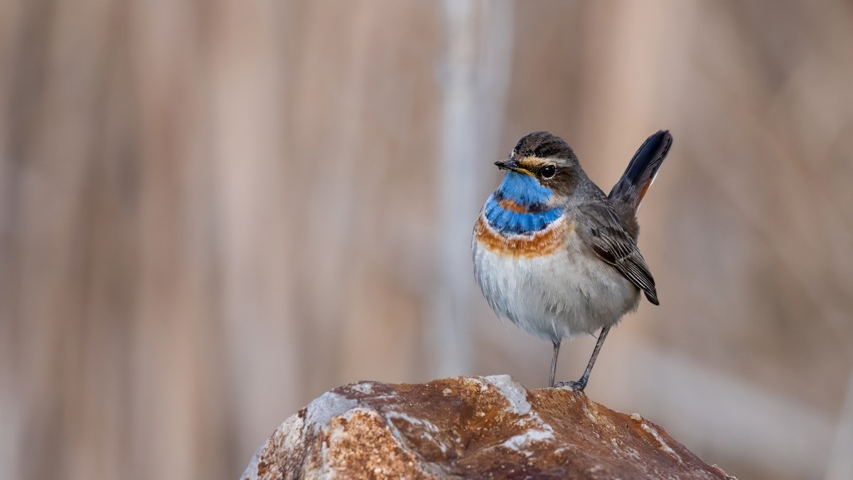 slavík modráček - ML634336123