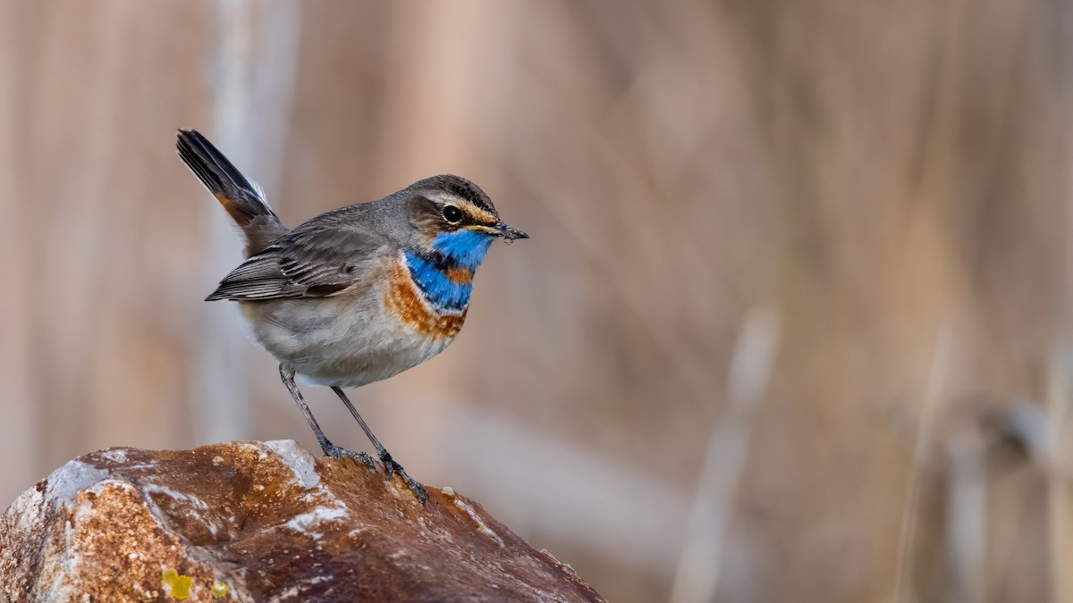 slavík modráček - ML634336124