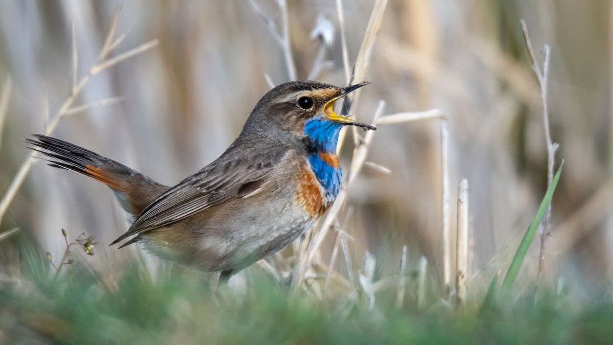 slavík modráček - ML634336125