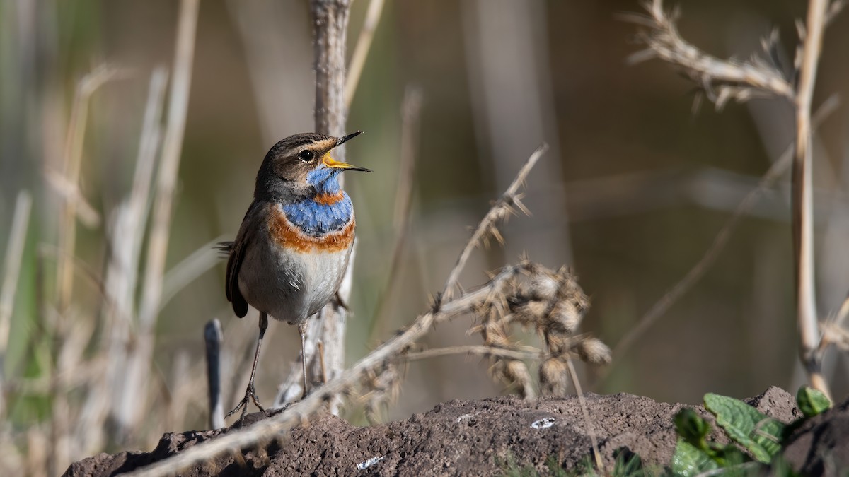 slavík modráček - ML634336127