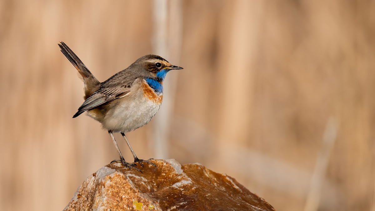 slavík modráček - ML634336129