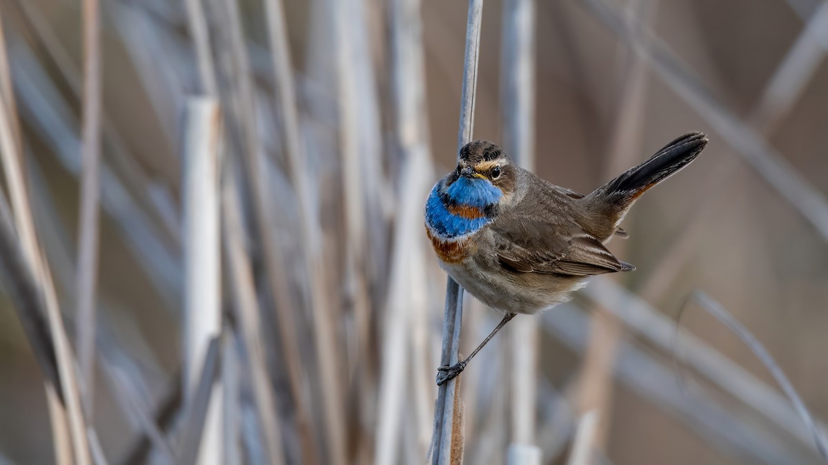 slavík modráček - ML634336130