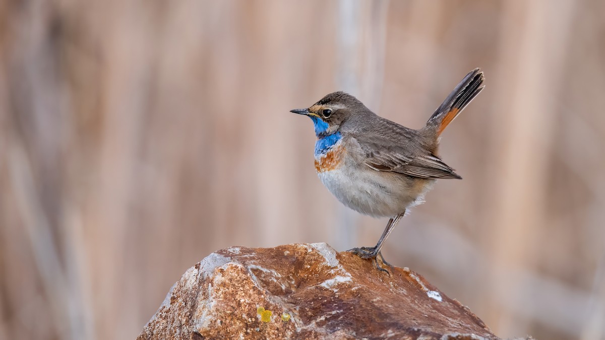 slavík modráček - ML634336131