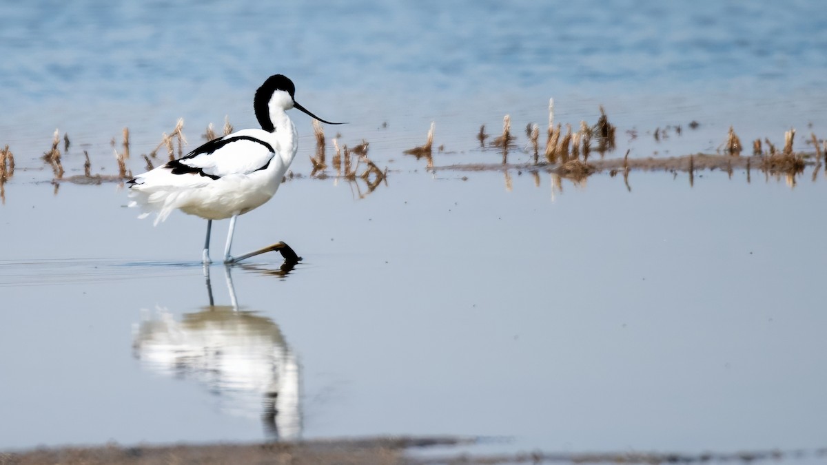 tenkozobec opačný - ML634336146