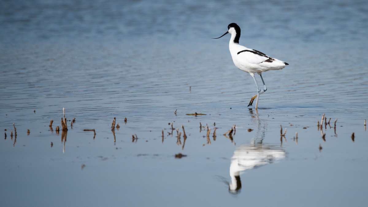 tenkozobec opačný - ML634336148