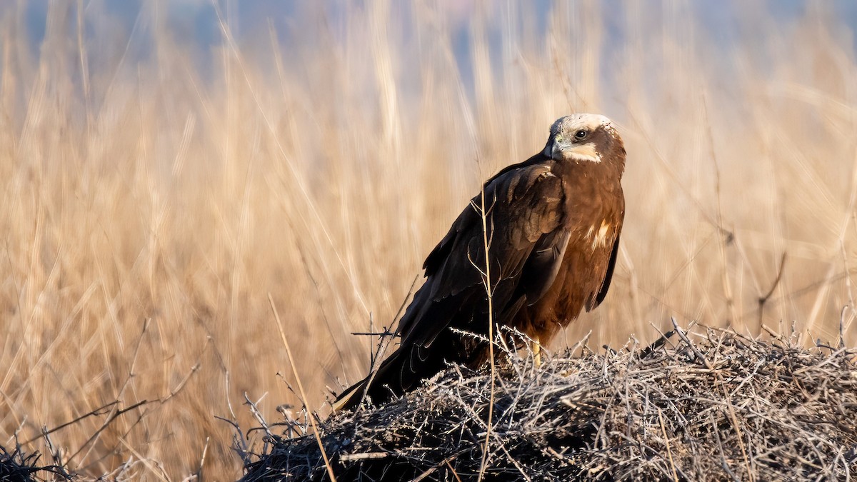 moták pochop - ML634336154