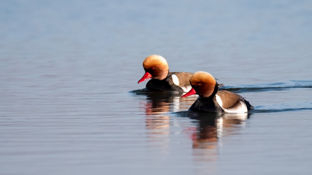 zrzohlávka rudozobá - ML634336164