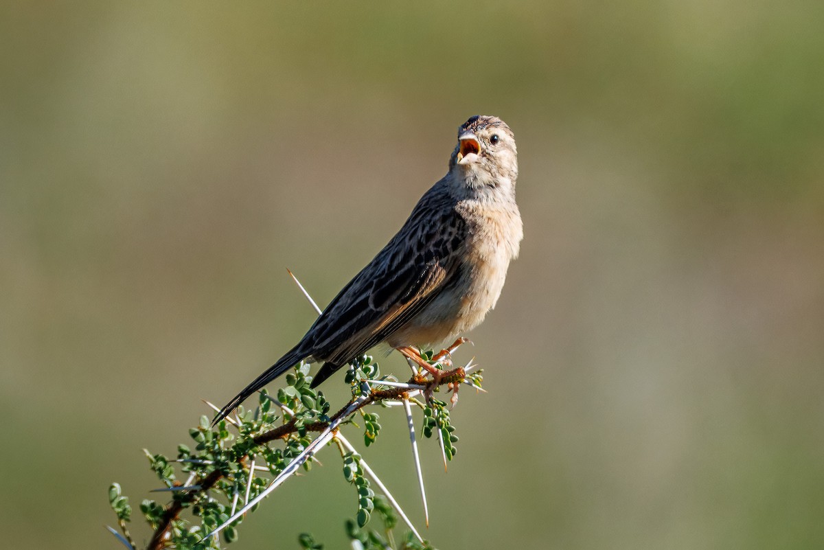 Lark-like Bunting - ML634336184