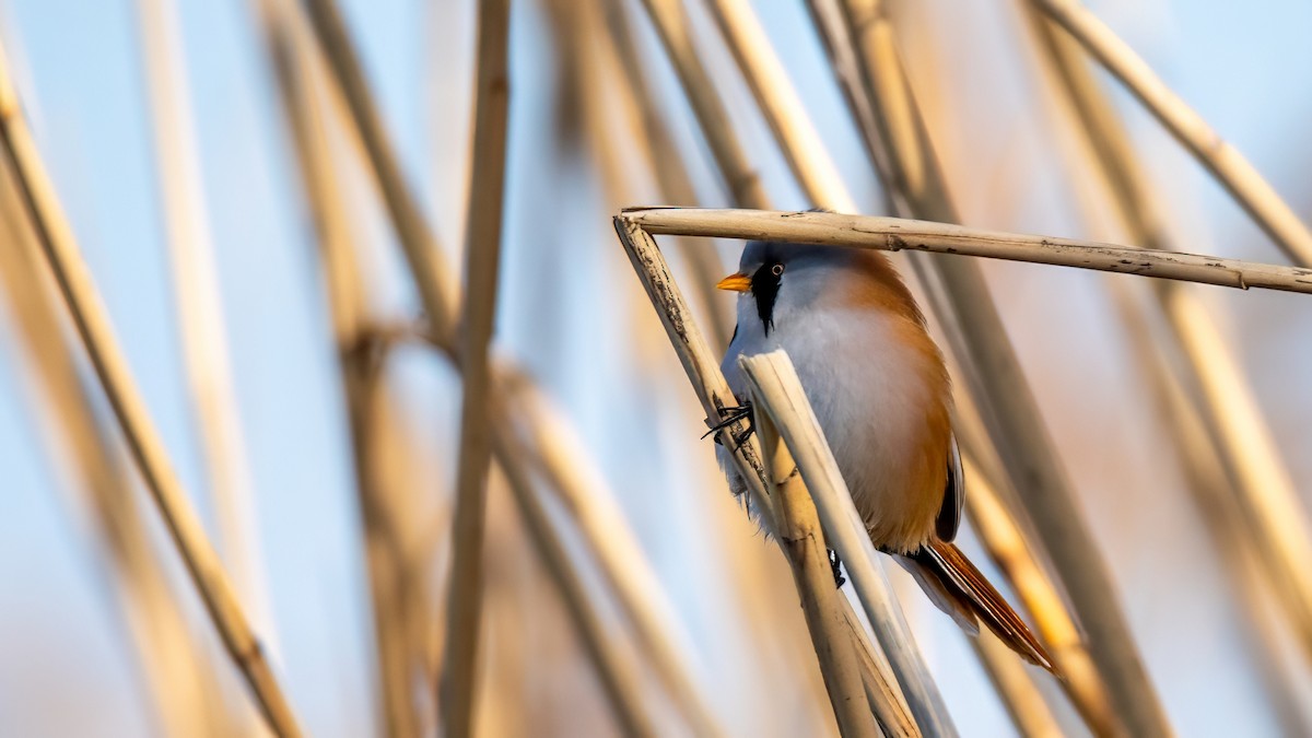 sýkořice vousatá - ML634336201