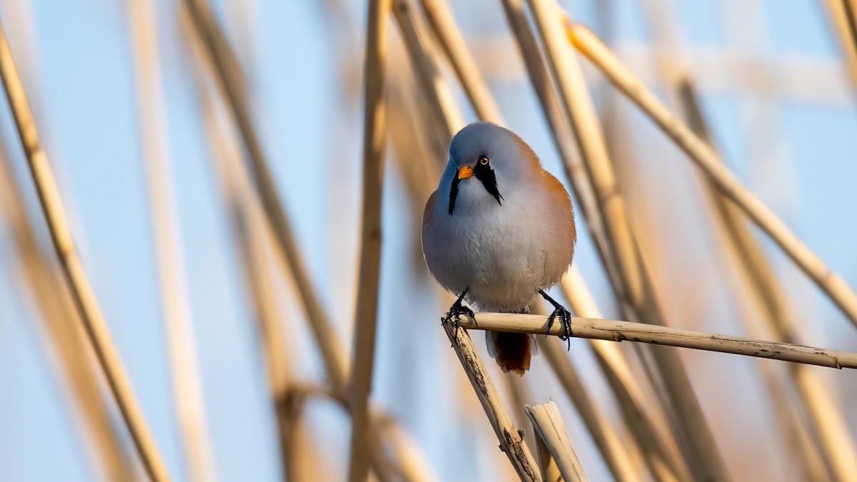 sýkořice vousatá - ML634336203