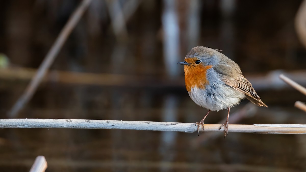 červenka obecná - ML634336210