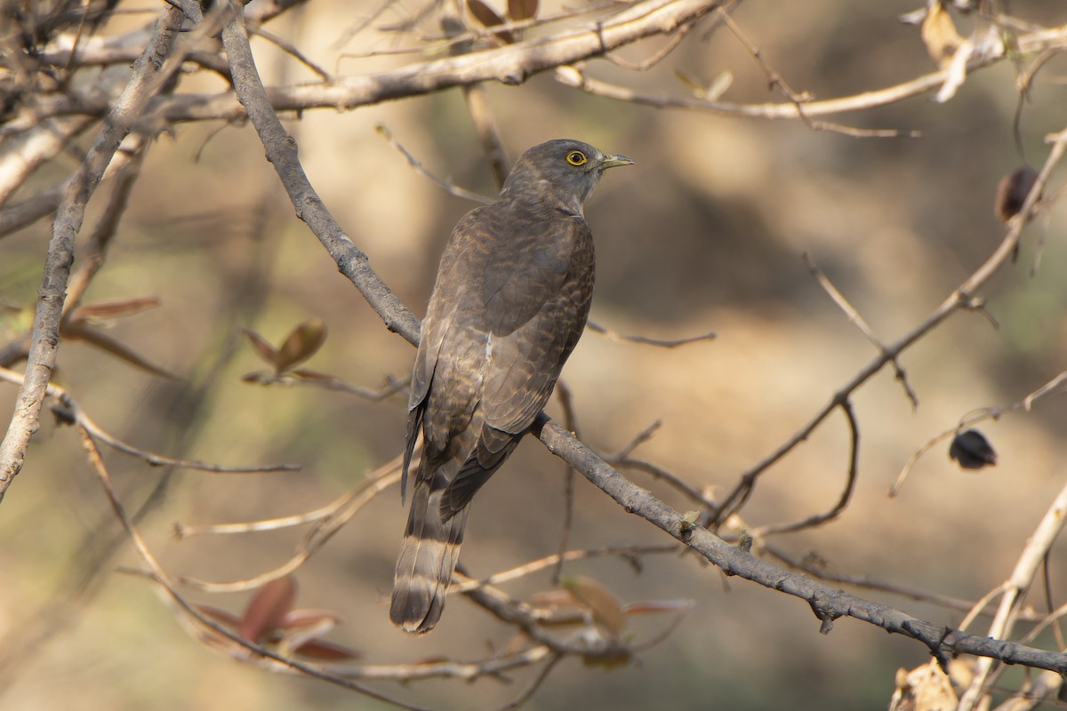 Common Cuckoo - ML634336250