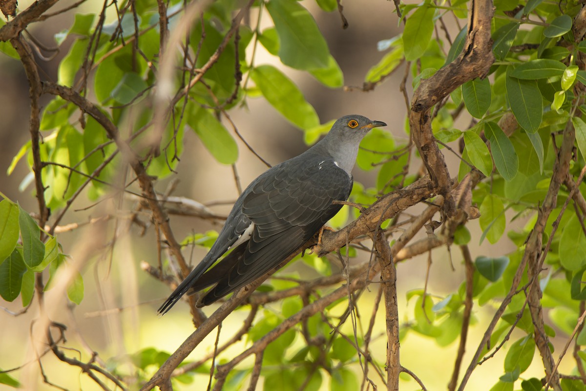 Common Cuckoo - ML634336251