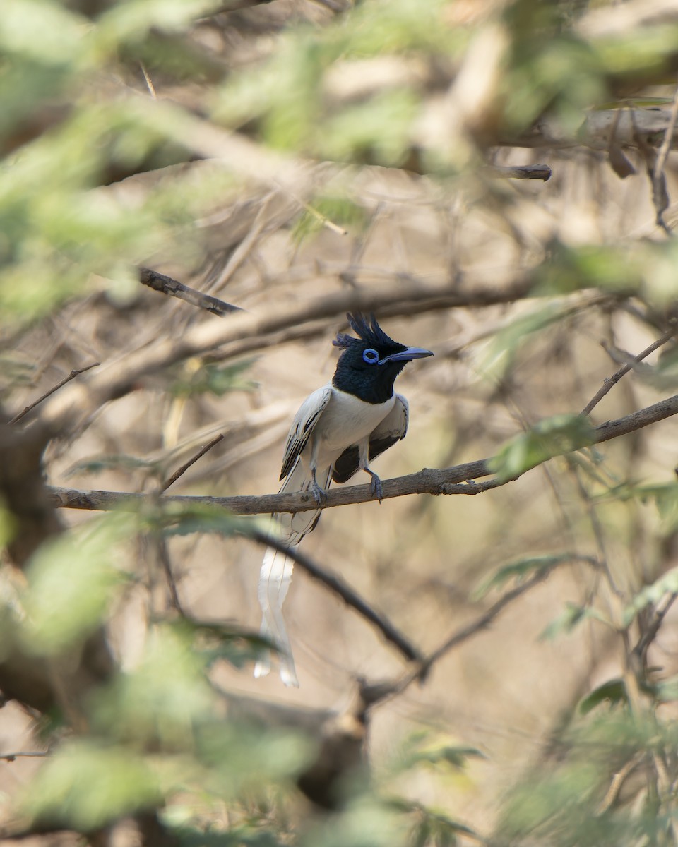 Indian Paradise-Flycatcher - ML634336267