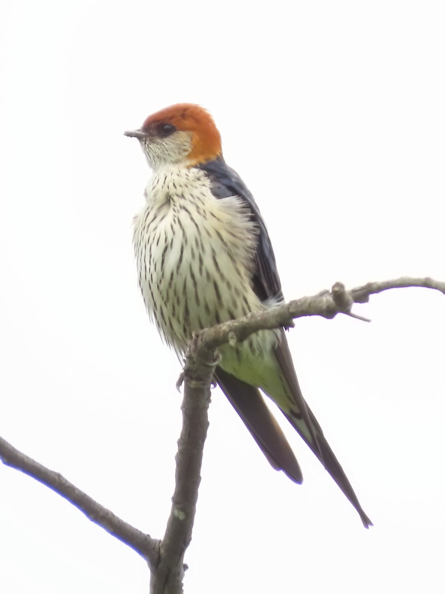 Greater Striped Swallow - ML634336315