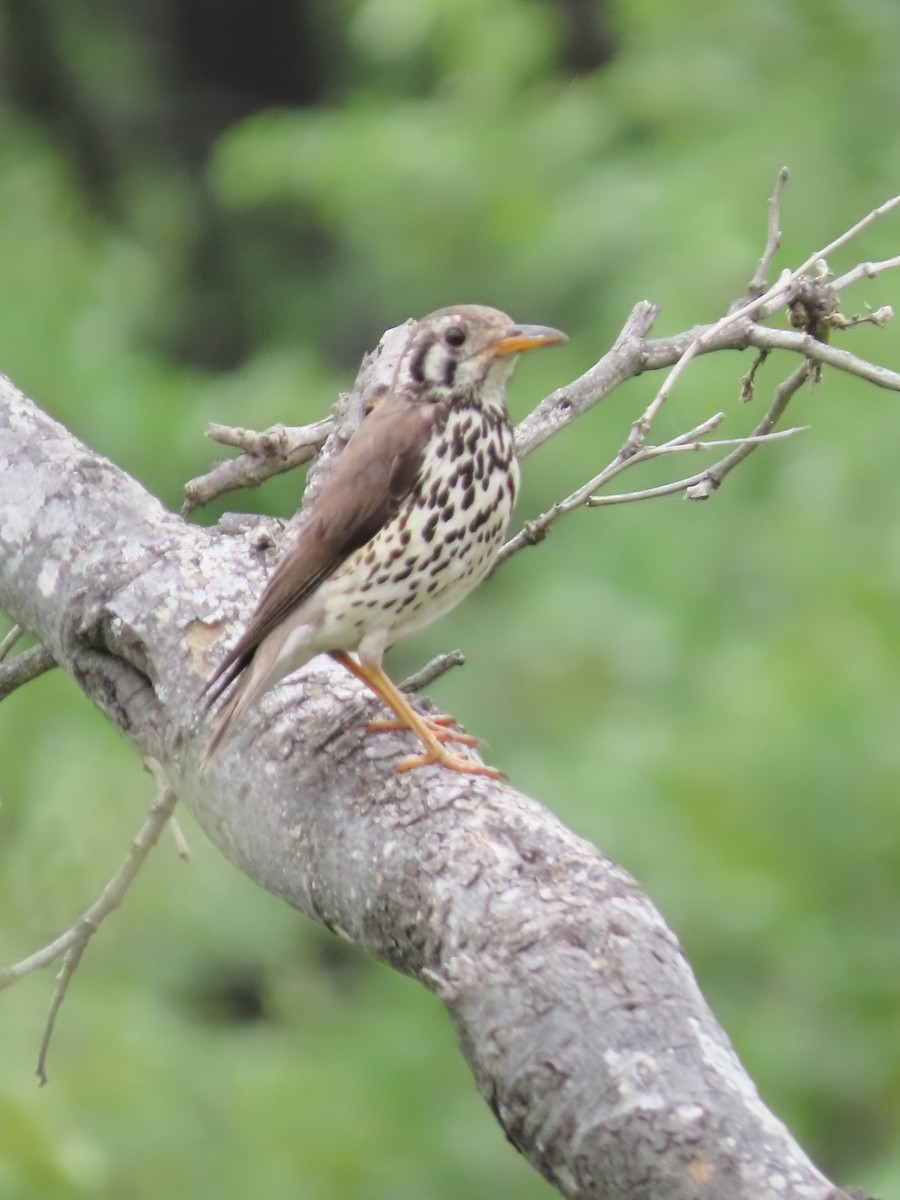 Groundscraper Thrush - ML634336559